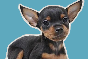 小鹿犬怎么訓(xùn)練坐