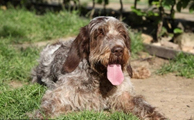 史畢諾犬好養嗎 史畢諾犬規律飲食很重要