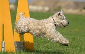 愛爾蘭軟毛梗幼犬怎么養 愛爾蘭軟毛梗喂養指南