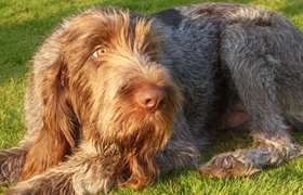 史畢諾犬性格怎么樣 史畢諾犬性格介紹