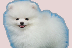 博美犬如何訓(xùn)練大小便