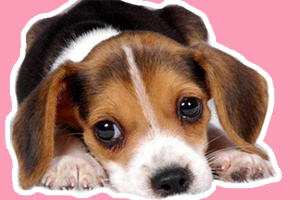 狗零食吃多了挑食怎么辦