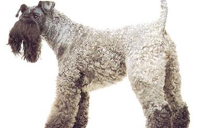 凱利藍梗性格好不好 凱利藍梗性格特點