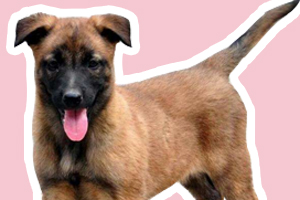 馬犬怎么訓練大小便