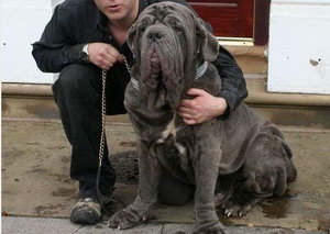 扭玻利頓犬耳朵怎么清潔 扭玻利頓犬耳朵清潔護理方法