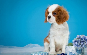 西班牙小獵犬中暑怎么辦 中暑解決辦法