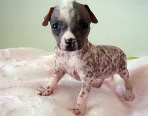 冠毛犬耳朵怎么清理 中國冠毛犬耳朵清理方法