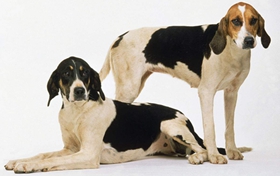 英國獵狐犬性格怎么樣 優秀護衛犬種