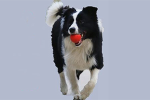 邊境牧羊犬怎么訓練撿球