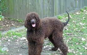 愛爾蘭水獵犬好養嗎 愛爾蘭水獵犬科學喂養方法