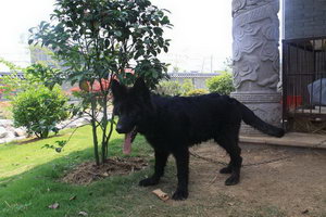 比利時(shí)牧羊犬吃什么好 比利時(shí)牧羊犬狗糧選擇推薦