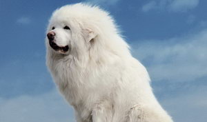 藏獒扁桃體發炎怎么辦 藏獒扁桃體發炎治療方法