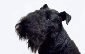 凱利藍梗怎么喂養 凱利藍梗喂養手冊