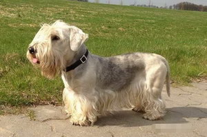 錫利哈姆梗嘔吐怎么辦 錫利哈姆梗嘔吐處理方法