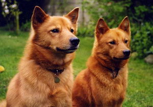 芬蘭波美拉尼亞絲毛狗怎么美容 芬蘭狐貍犬美容方法