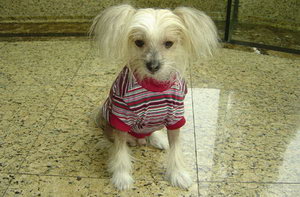 冠毛犬怎么美容 中國冠毛犬美容方法