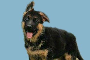 德牧怎么養才長得好