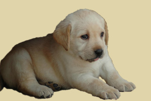 拉布拉多怎么去除味道