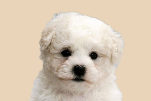 比熊犬什么時候換毛