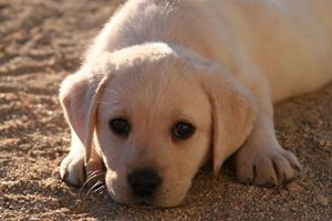 拉布拉多身上有味道怎么辦