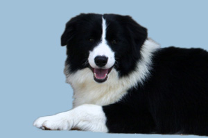 邊牧有什么缺點