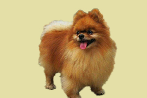 博美怎么看公母