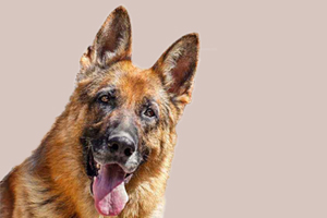 德牧厭食怎么辦