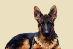 德牧口臭怎么辦