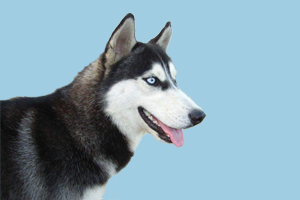 哈士奇喂什么長肉