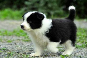 怎么挑邊牧幼犬