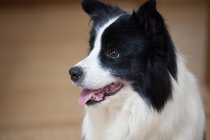 邊牧如何看是不是純種