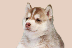 怎么讓哈士奇長高