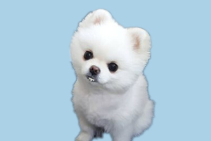 博美品相怎么看