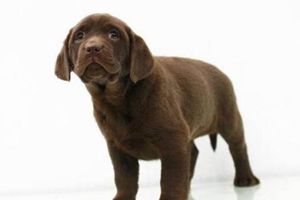 拉布拉多身上味道怎么辦