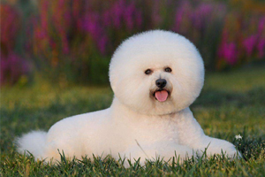 怎么給比熊剃毛