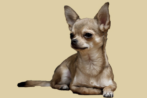 吉娃娃缺點有哪些