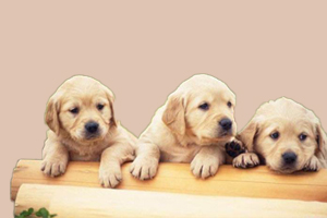 怎么辨別拉布拉多犬