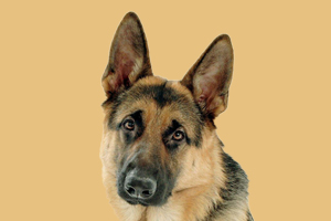 德牧換牙注意事項(xiàng)有哪些