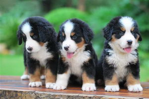 伯恩山幼犬怎么養 伯恩山犬幼犬喂養注意事項