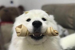 怎么養薩摩耶幼犬