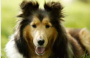 喜樂蒂怎么美容 喜樂蒂牧羊犬美容方法介紹