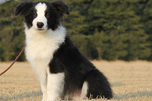 邊境牧羊犬如何訓練坐下