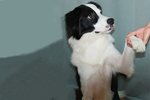 邊境牧羊犬如何訓練握手