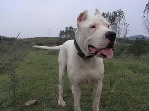 杜高犬怎么洗澡 杜高犬洗澡步驟流程