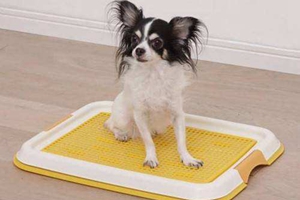 狗狗訓練大小便步驟有哪些