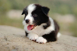 邊境牧羊犬如何訓練趴下