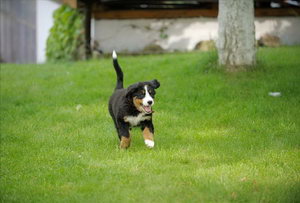 伯恩山犬什么食物不能吃 伯恩山犬不能吃的東西大全