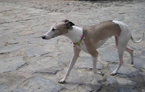 惠比特犬什么食物不能吃 惠比特犬不能吃的食物