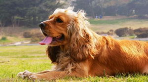 美國可卡犬怎么養 美國可卡犬飼養方法