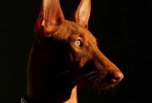 法老王獵犬運動要注意哪些問題介紹